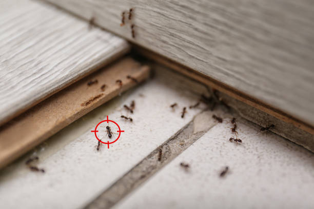 Lathrop, CA Pest Control Company
