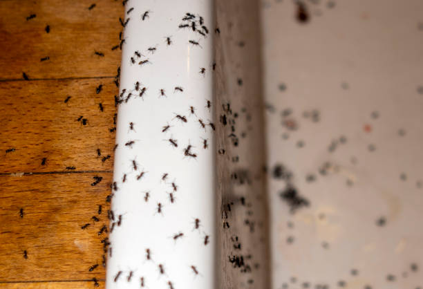 Best Best Pest Control Companies  in Lathrop, CA
