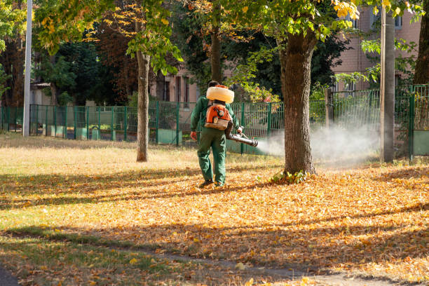 Best Flea Control Services  in Lathrop, CA