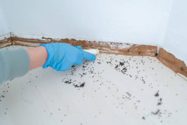 Best Exterminator Services  in Lathrop, CA